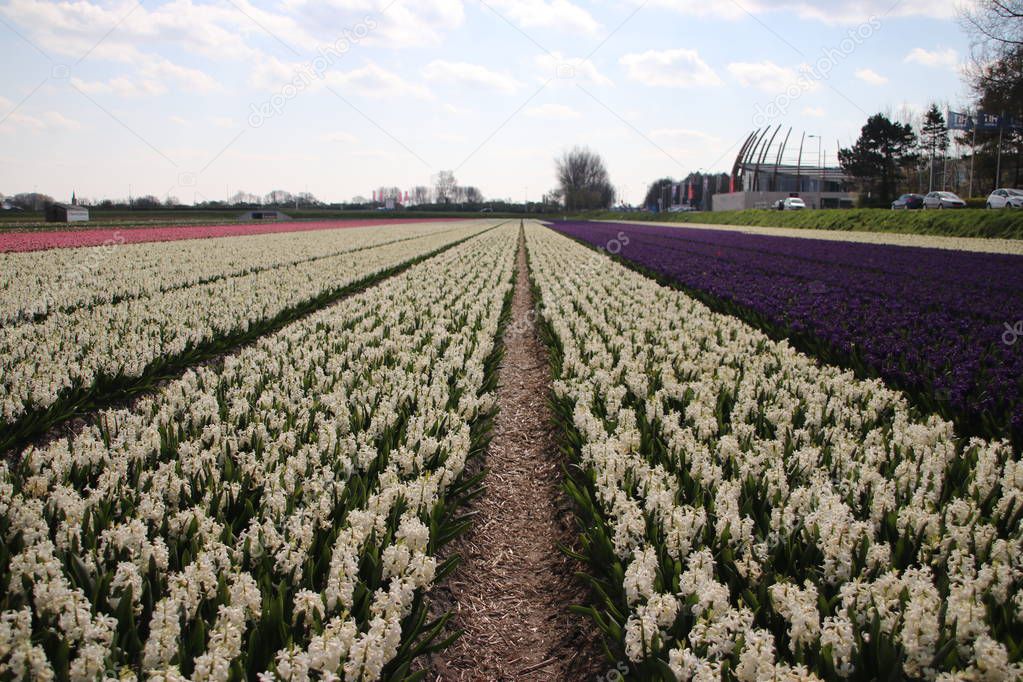 White Hyacinths in rows on flower bulb field in Noordwijkerhout in the Netherlands.