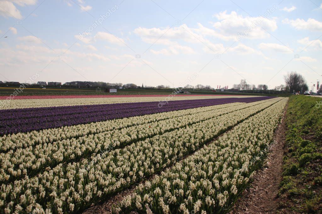 White Hyacinths in rows on flower bulb field in Noordwijkerhout in the Netherlands.