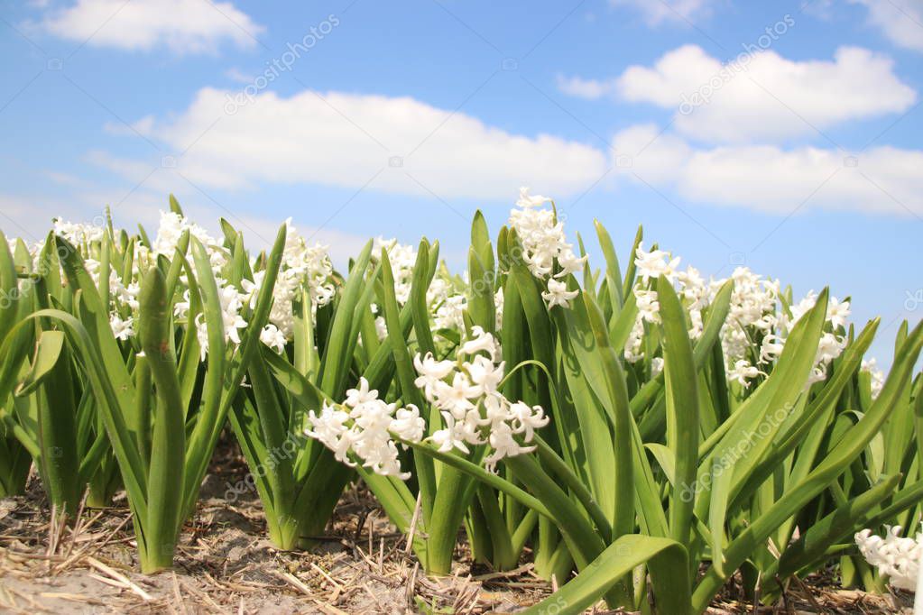 white Hyacinths in rows on flower bulb field in Noordwijkerhout in the Netherlands