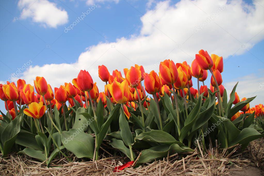 Orange tulips in rows on flower bulb field in Noordwijkerhout in the Netherlands