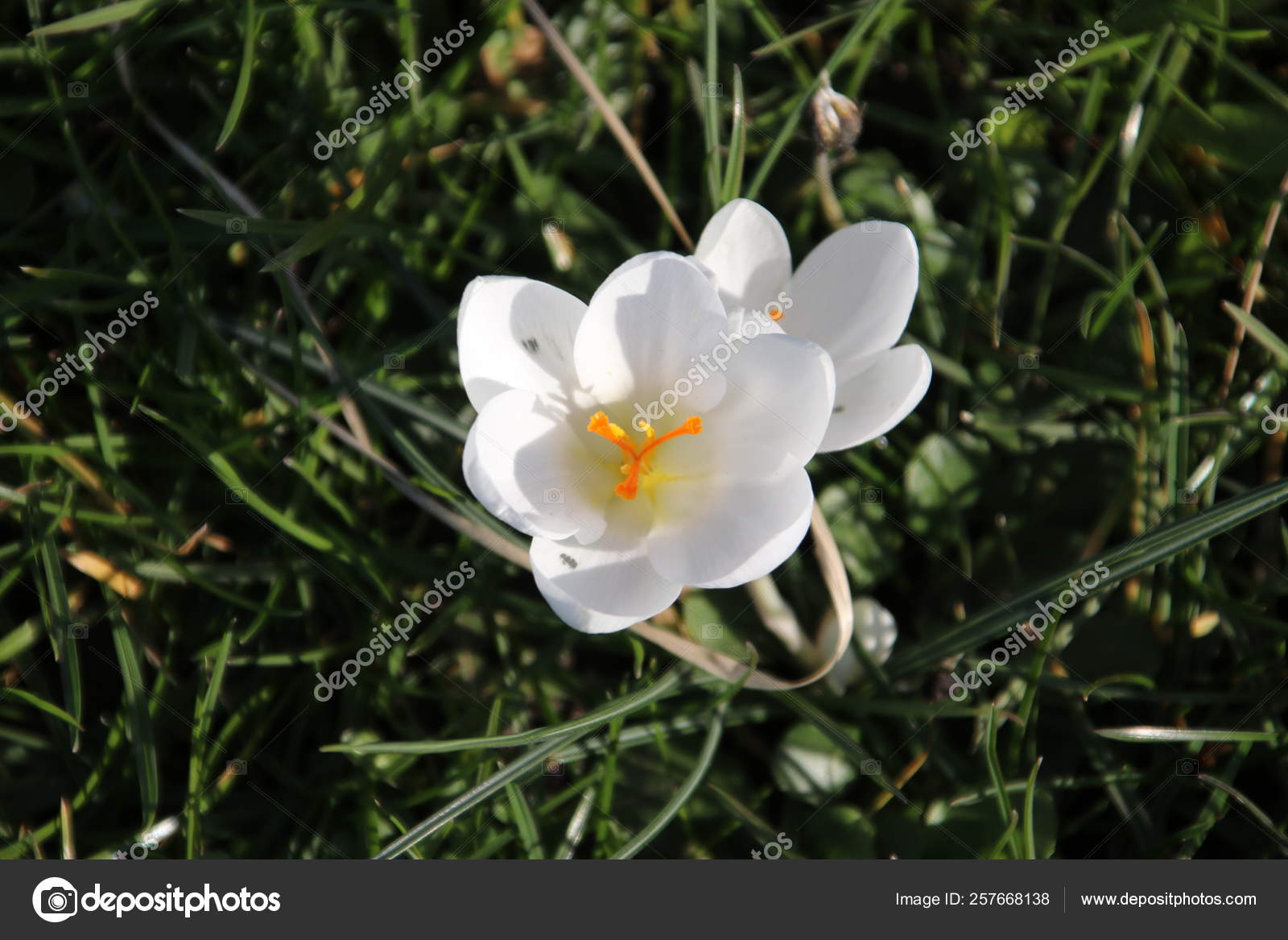 Purple White Crocus Flowers Just Came Out Bulb End Winter Stock Photo Image By C Cakifoto 257668138