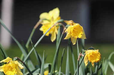 Nereuwerkerk aan den Ijssel bahar Mevsimi sırasında sarı renkte Nergis veya Narcissus çiçekleri