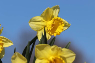 Nereuwerkerk aan den Ijssel bahar Mevsimi sırasında sarı renkte Nergis veya Narcissus çiçekleri