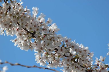 Nieuwerkerk aan den Ijssel 'deki budama ağacında beyaz ve pembe çiçekler.