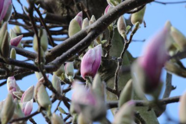 Hollanda Manolya ağacında bahar mevsiminde çiçekler