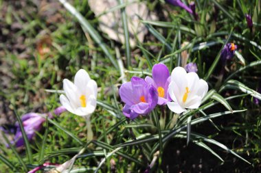 Nieuwerkerk aan den Ijssel yeşil çim mor ve beyaz çiğdem veya nergis çiçekleri.