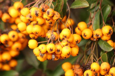 Orange firethorn güneşin Nieuwerkerk aan den Ijssel Hollanda'da bir çit, çilek.