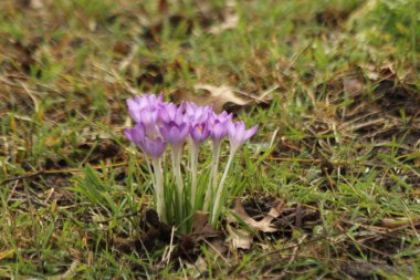Güneş ışığı yeşil çim Nieuwerkerk aan den Ijssel Hollanda, mor bitkisi çiçeği.