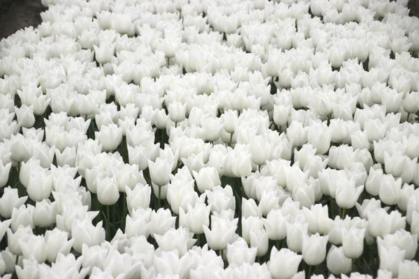 Białe Tulipany Rzędach Polu Cebulki Kwiatowej Nieuwe Tonge Dolnej Części — Zdjęcie stockowe