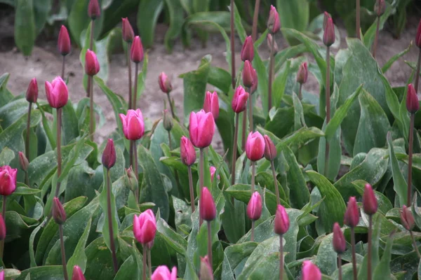 Tulipes Violettes Rangs Sur Champ Bulbes Fleurs Nieuwe Tonge Aux — Photo