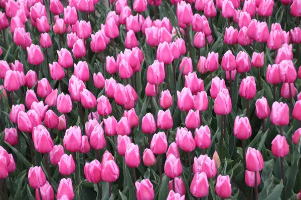 Różowe Białe Tulipany Rzędach Polu Kwiatowym Nieuwe Tonge Holandii Podczas — Zdjęcie stockowe