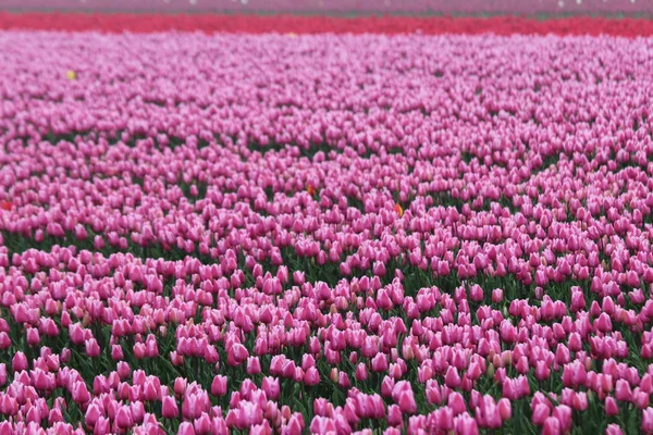 Tulipani Rosa Rossi Fila Campo Fiorito Nieuwe Tonge Nei Paesi — Foto Stock