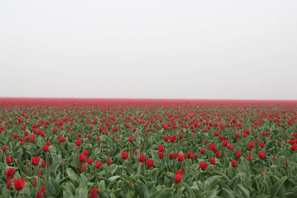 Rode Tulpen Rijen Een Bloembollen Veld Nieuwe Tonge Nederland Tijdens — Stockfoto