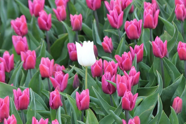 Tulipe Simple Blanche Entre Les Tulipes Roses Dans Champ Bulbes — Photo