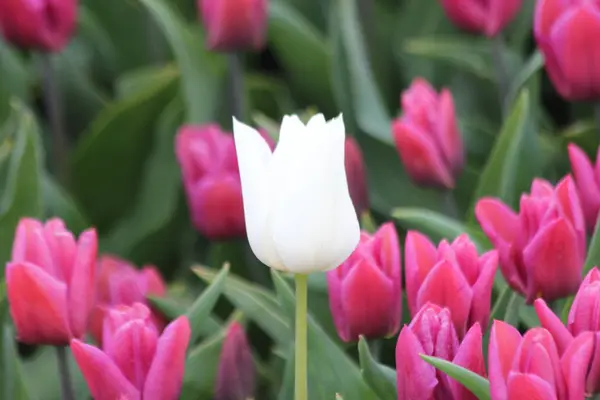 White Single Tulip Pink Tulips Flowerbulb Field Nieuwe Tonge Netherlands — Stock Photo, Image