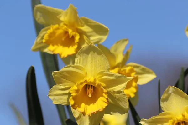 Flores Narciso Narciso Color Amarillo Durante Primavera Temporada Nieuwerkerk Aan — Foto de Stock