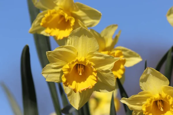 Daffodil Narcissus Flowers Yellow Color Springtime Season Nieuwerkerk Aan Den — Stock Photo, Image