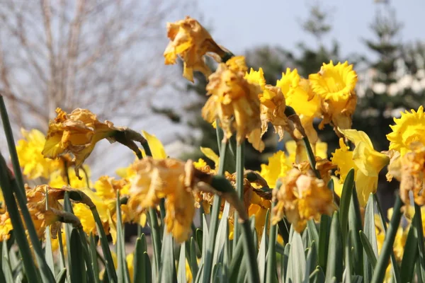 Daffodil Narcissus Flowers Yellow Color Springtime Season Nieuwerkerk Aan Den — Stock Photo, Image