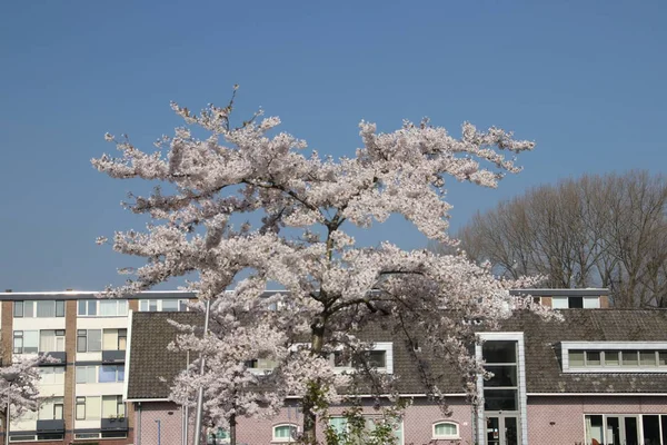 Fleurs Blanches Roses Prunus Soleil Nieuwerkerk Aan Den Ijssel — Photo