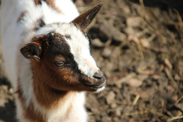 Cabras Marrons Brancas Sol Uma Fazenda Crianças Públicas Moordrecht Nos — Fotografia de Stock