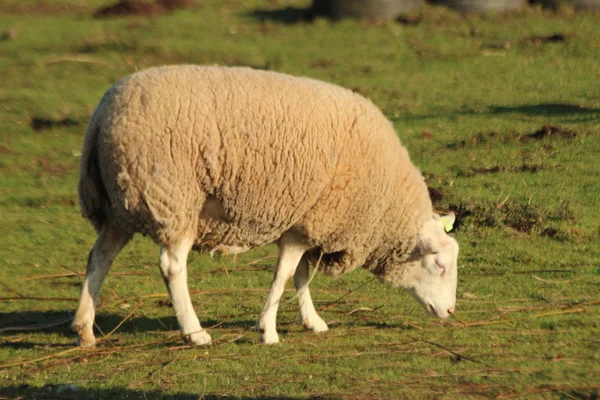 Koyunları Nieuwerkerk Aan Çiftlikleri Yeşil Otlar Çayırlar Üzerinde Çeşitli Renklerde — Stok fotoğraf