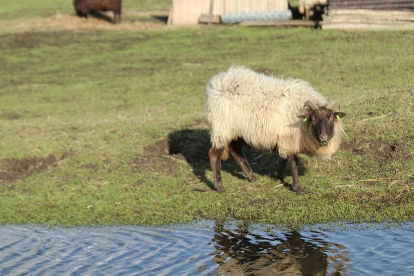 Овцы Нескольких Цветов Зеленых Лугах Фермах Nieuwerkerk Aan Den Ijssel — стоковое фото