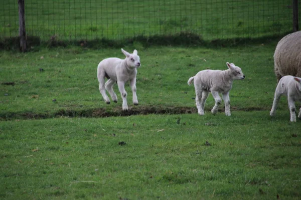 Schapen Met Het Afspelen Van Jonge Lammeren Een Groen Gras — Stockfoto