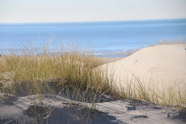 Marram Grass Sole Sulle Dune Sabbia Lungo Costa Nord Del — Foto Stock