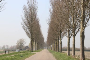 Sokak tarafında kavak ağacı ile alanlar arasında dyke üzerinde ülke yol
