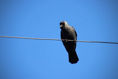 Jackdaw Voorburg Hollanda'da bir tramvay bir elektrik kablosu aşağı bakıyor