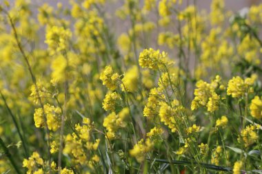 Hollanda 'daki hendeklerin kenarındaki kolza tohumu otundan sarı çiçekler.