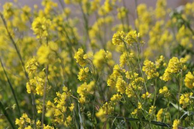 Hollanda 'daki hendeklerin kenarındaki kolza tohumu otundan sarı çiçekler.
