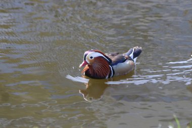 Hollanda'da Nieuwerkerk aan den Ijssel köyünde bir hendekte yüzen erkek mandalina ördeği