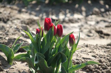 Hollanda'da ada Goeree-Overflakkee çiçek soğanı tarım ı için ilkbaharda kırmızı lale satırları ile Alanlar