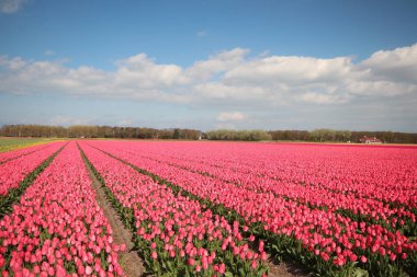 Hollanda'da ada Goeree-Overflakkee çiçek soğanı tarım ı için bahar aylarında pembe lale satırları ile Alanlar
