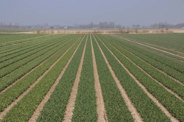 Hollanda'da ada Goeree-Overflakkee çiçek soğanı tarım ı için ilkbaharda lale satırları ile Tarlalar