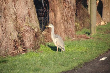 Nieuwerkerk aan den Ijssel yiyecek için bir hendek avcılık boyunca çimenlerde Ot