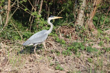 Nieuwerkerk aan den Ijssel yiyecek için bir hendek avcılık boyunca çimenlerde Ot