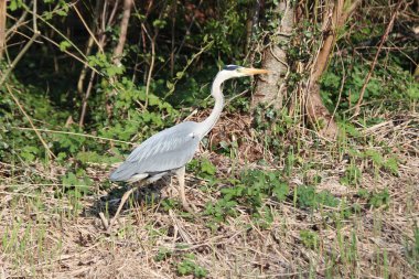 Nieuwerkerk aan den Ijssel yiyecek için bir hendek avcılık boyunca çimenlerde Ot