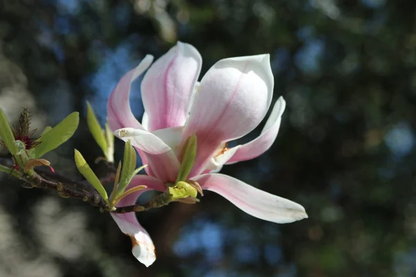 Fiore Bianco Rosa Testa Dell Albero Magnolia Sole Nei Paesi — Foto Stock