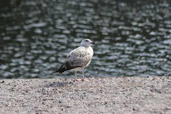 ハーグのランゲ ヴィヴェルベルクの水辺で待っているシーガルは 食べ物を落とす観光客を待つ — ストック写真
