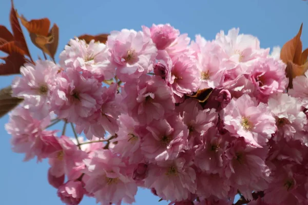 Foglie Bianche Rosa Del Prunus Fioriscono Alberi Con Cielo Blu — Foto Stock