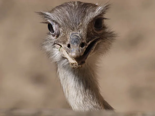 Blízký Pštros Rotterdamské Zoo Nizozemsku — Stock fotografie