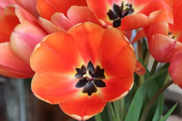 Red tulips flower head in close-up from a garden in Nieuwerkerk aan den Ijssel in the Netherlands