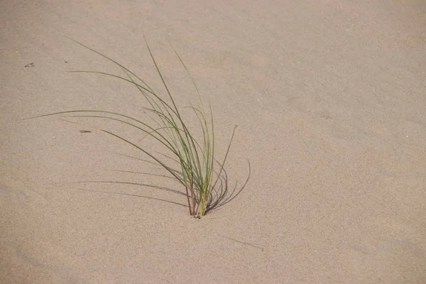 Trawa Marram Wydmach Plaży Monster Morzu Północnym Holandii — Zdjęcie stockowe