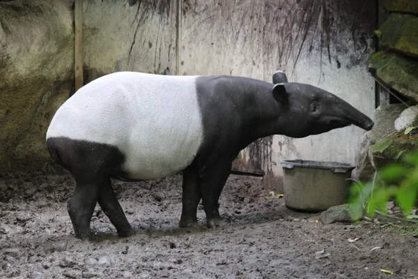 Tapir Black White Blijdorp Zoo Rotterdam Netherlands Mammal Animal Child — Stock Photo, Image