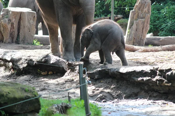 Маленький Слон Своей Матерью Улице Зоопарке Блийдорп Роттердаме Нидерланды — стоковое фото