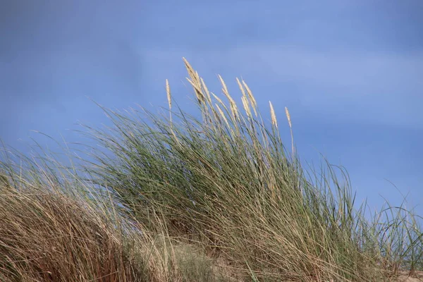 オランダの北海のモンスターのビーチで砂丘のマラム草 — ストック写真