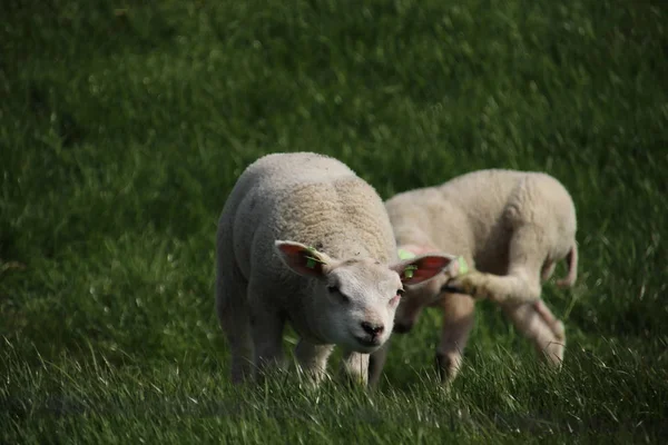 オランダの島ゲーリー オーバーフラッキーの日差しの中の堤防の羊と子羊 — ストック写真