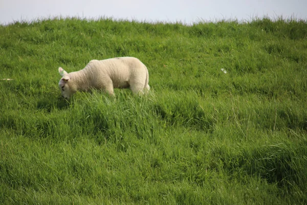 Owce Jagnie Grobli Słońcu Wyspie Goeree Overflakkee Holandii — Zdjęcie stockowe